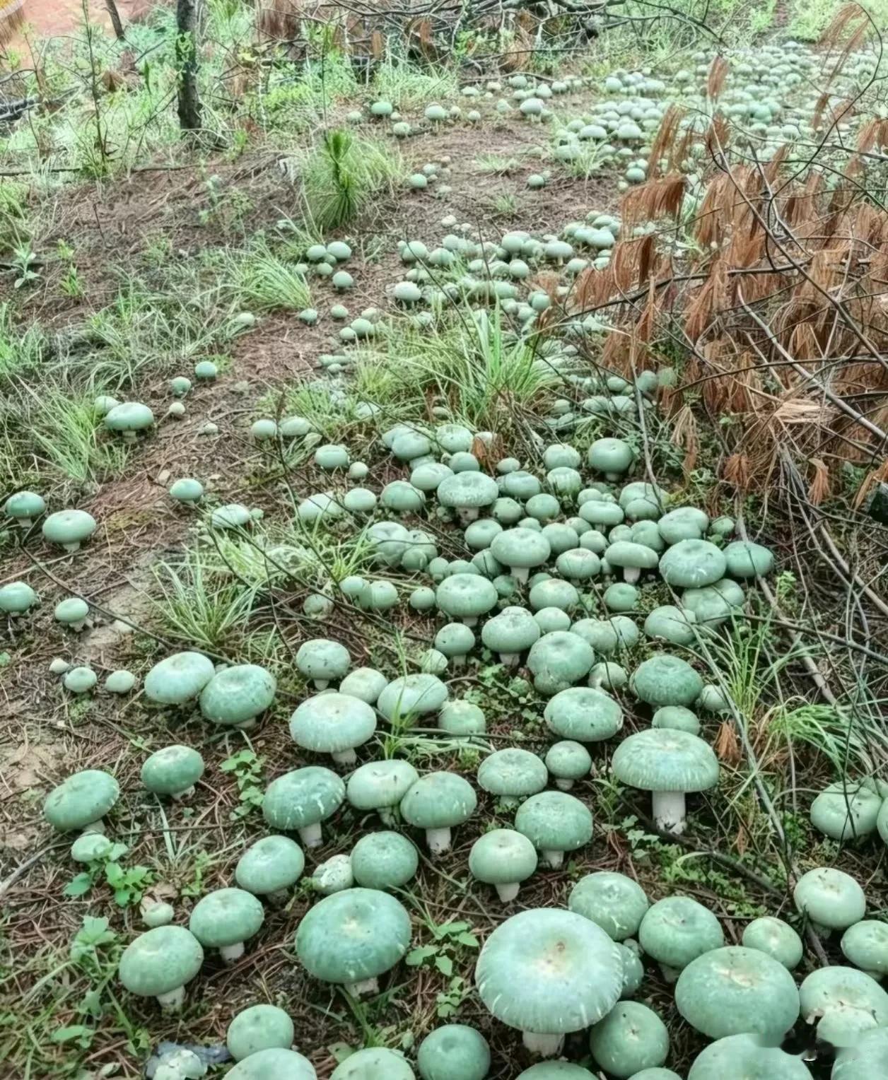炒肉 还是炖鸡