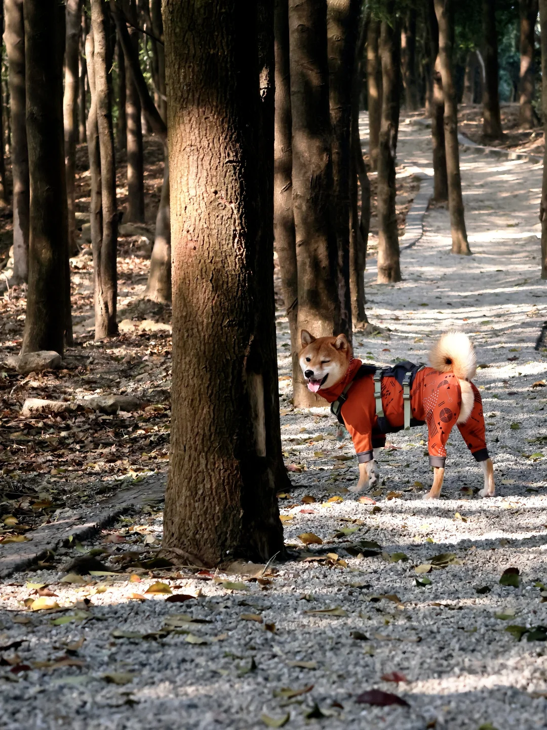 今天是抱抱4岁的生日🥳我们这样安排~