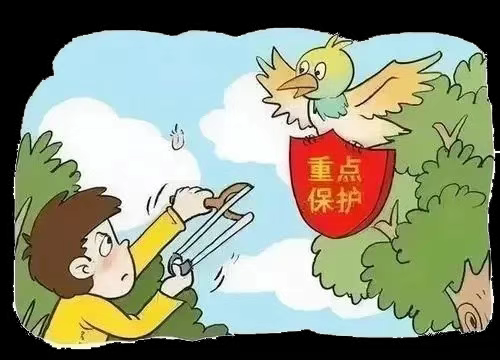 “想打几只来给妈妈补补”，听说斑鸠能治头痛，浙江男子多地猎杀12只斑鸠