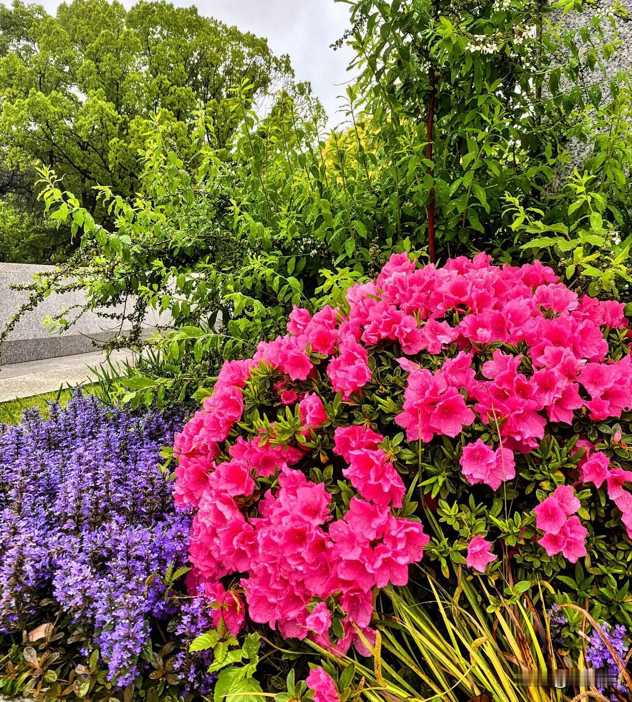 当杜鹃遇见熏衣草
一声言欢相拥春少