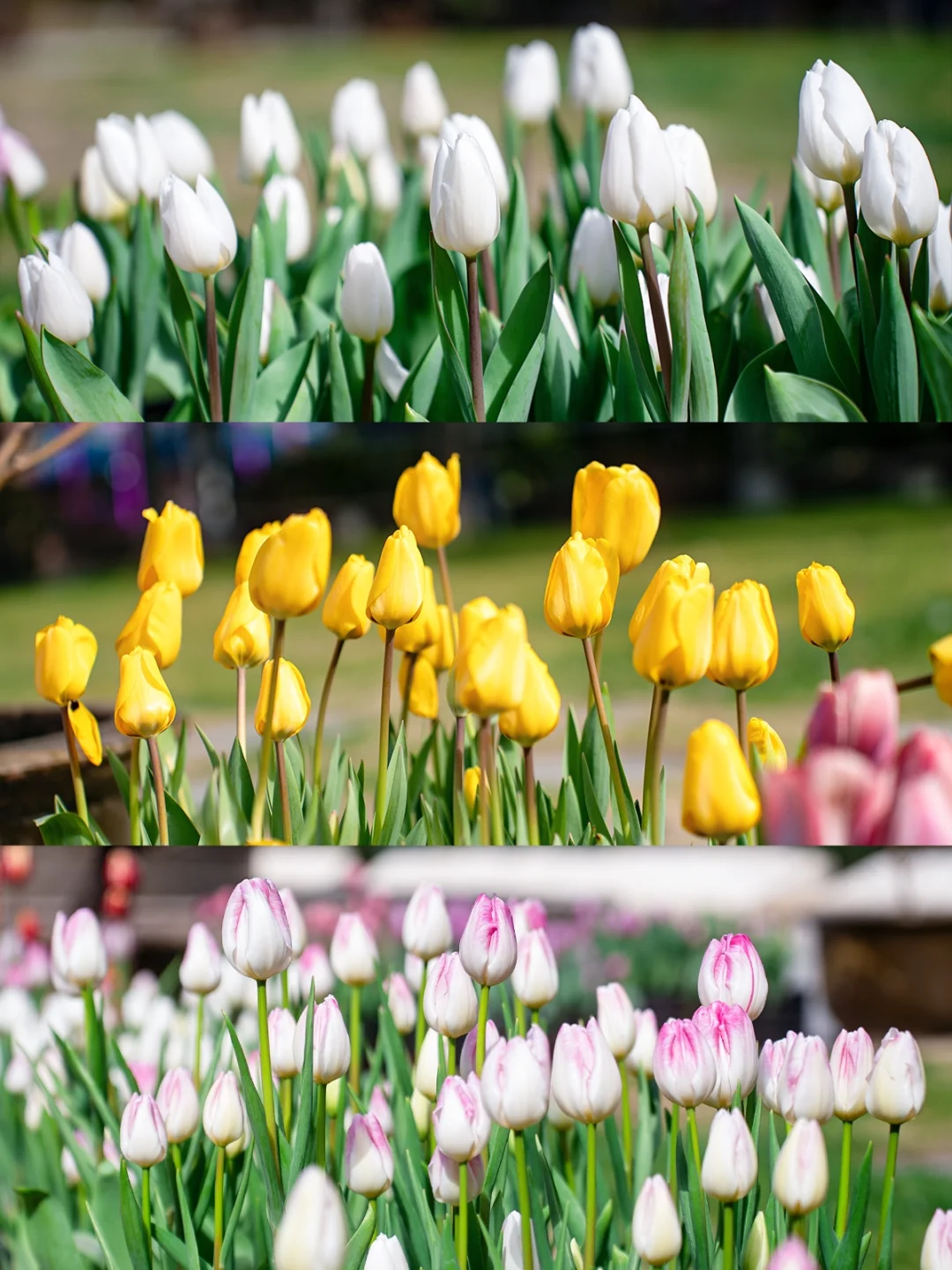 爆美郁金香＋兰花，武汉植物园的春天封神了！