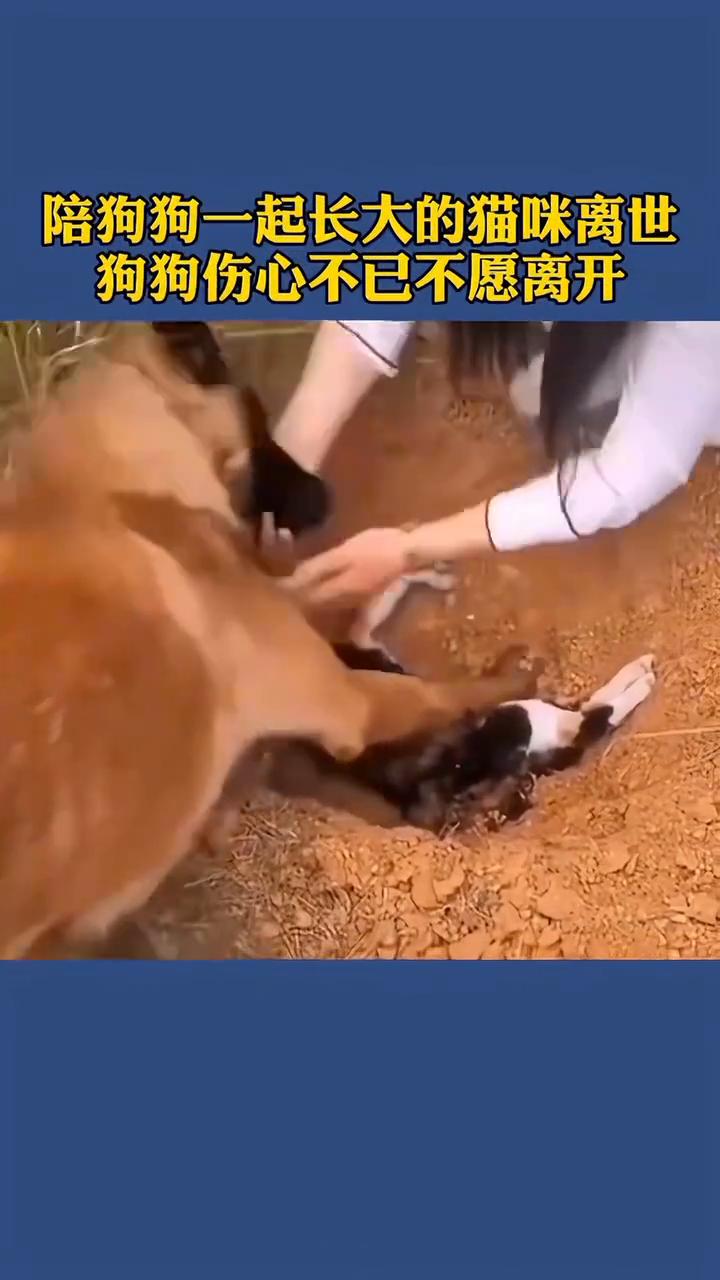 陪狗狗一起长大的猫咪离世，狗狗伤心不已不愿离开。
刷到这段画面真的被深深打动，从