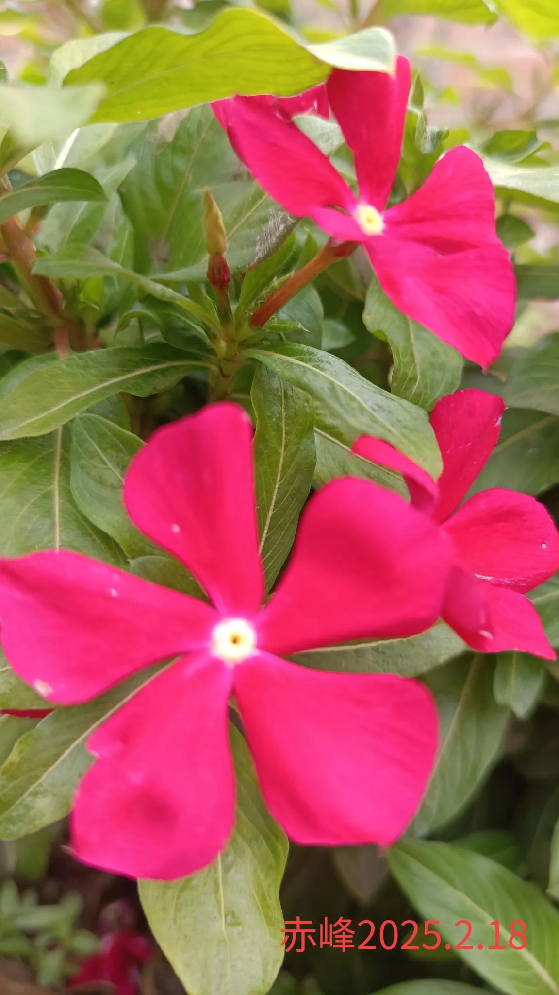 分享一张随手拍的花随手拍拍，路边鲜花。