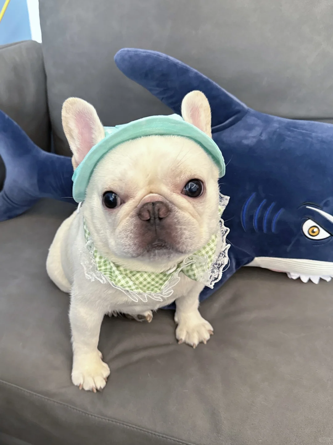 有我这样的小狗，你们几点回家呢？