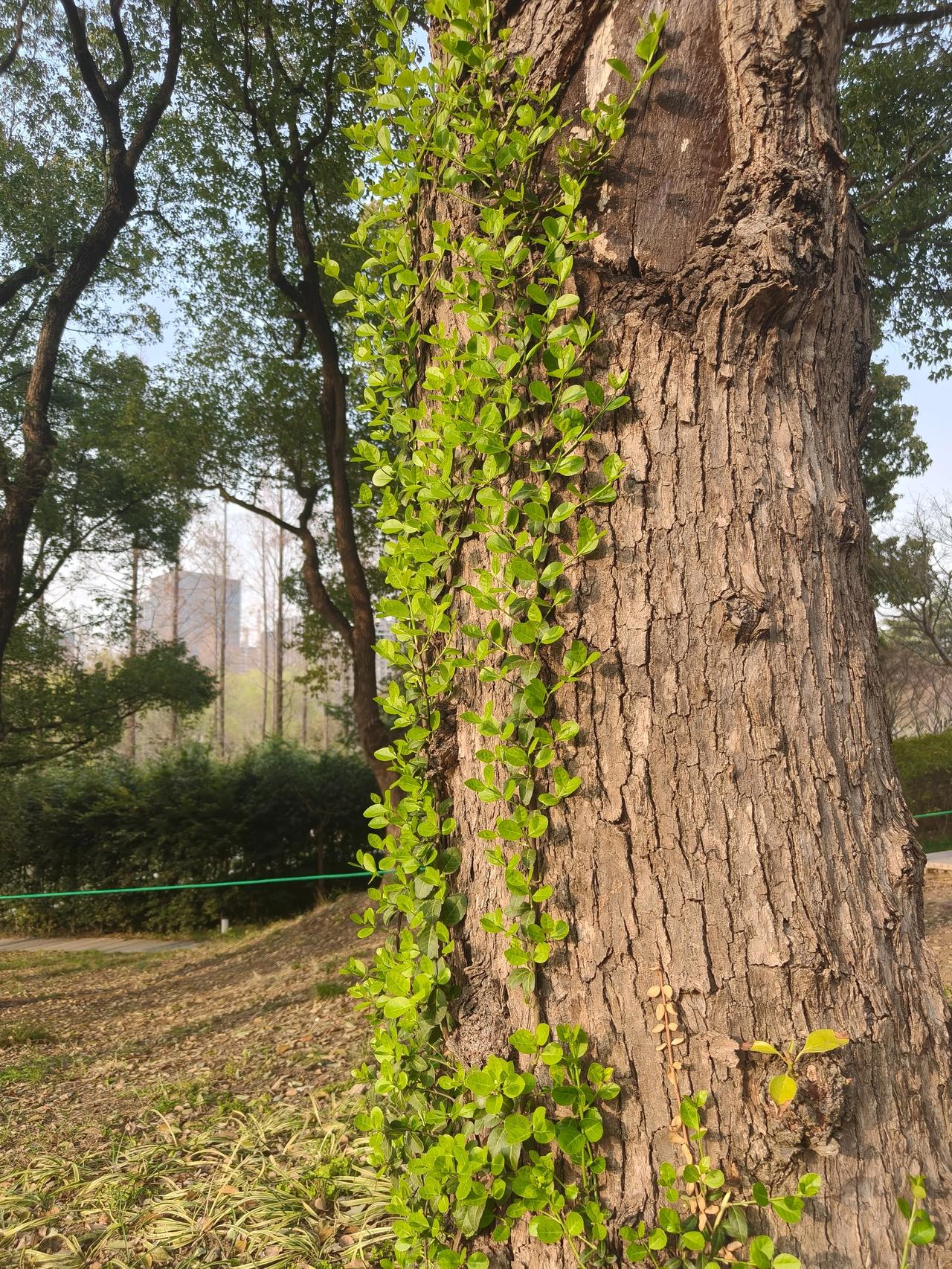 不知道为啥？我挺喜欢拍树上的爬藤，以前读过一本书📚《菟丝花》就是没见过，每次拍