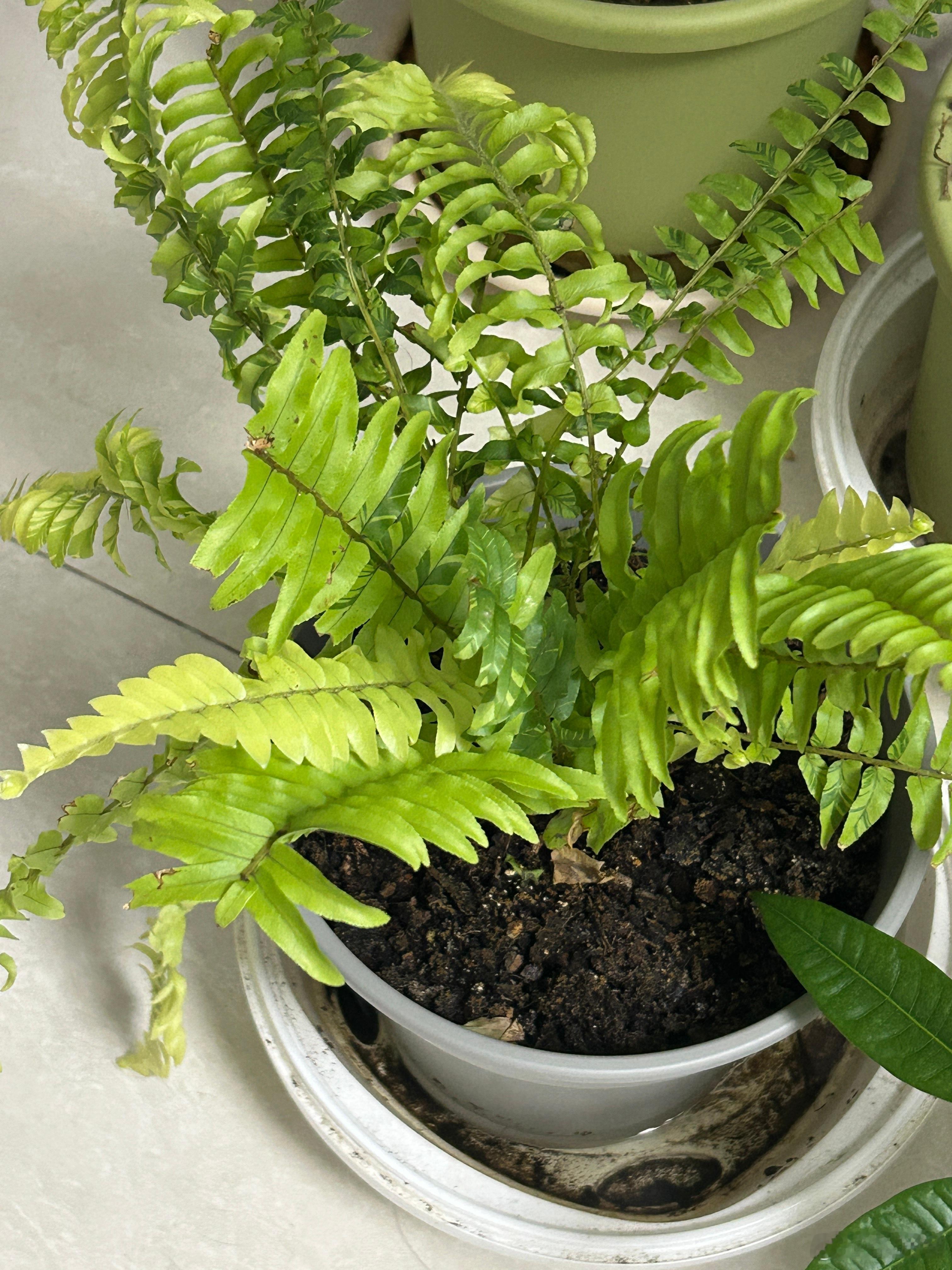 这些植物还都没死，长得挺好～也包括阳台上那盆长满红蜘蛛的柠檬树，我一会儿给柠檬树