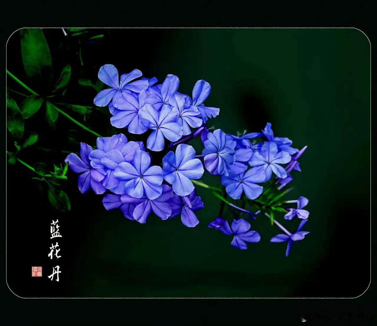 早安 蓝花丹开，清蓝缀枝，不与群芳争艳，只予人间宁静与心安。蓝是天空的信笺，花是