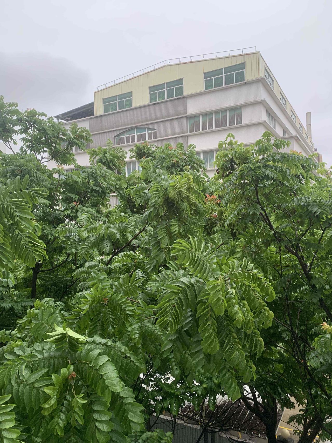 春风漫过肩头
轻轻挠一下心事
携着花开淡淡的香气
绕着衣角兜兜转转
路过枝头，撩