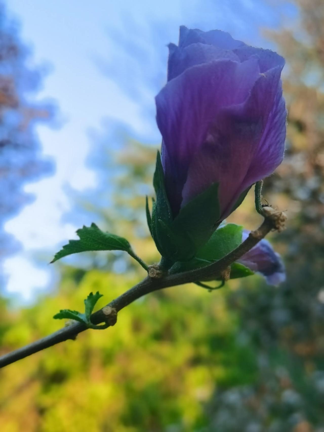 #分享一张随手拍的花。#秋日随拍