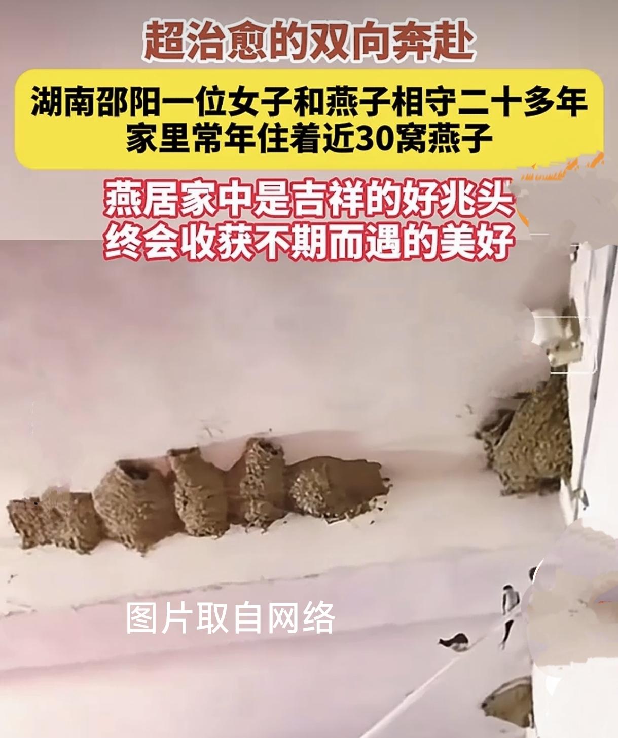 太罕见！

湖南一户人家住满30窝燕子，女主人坚守20年从不驱赶
 
现实版鸟语