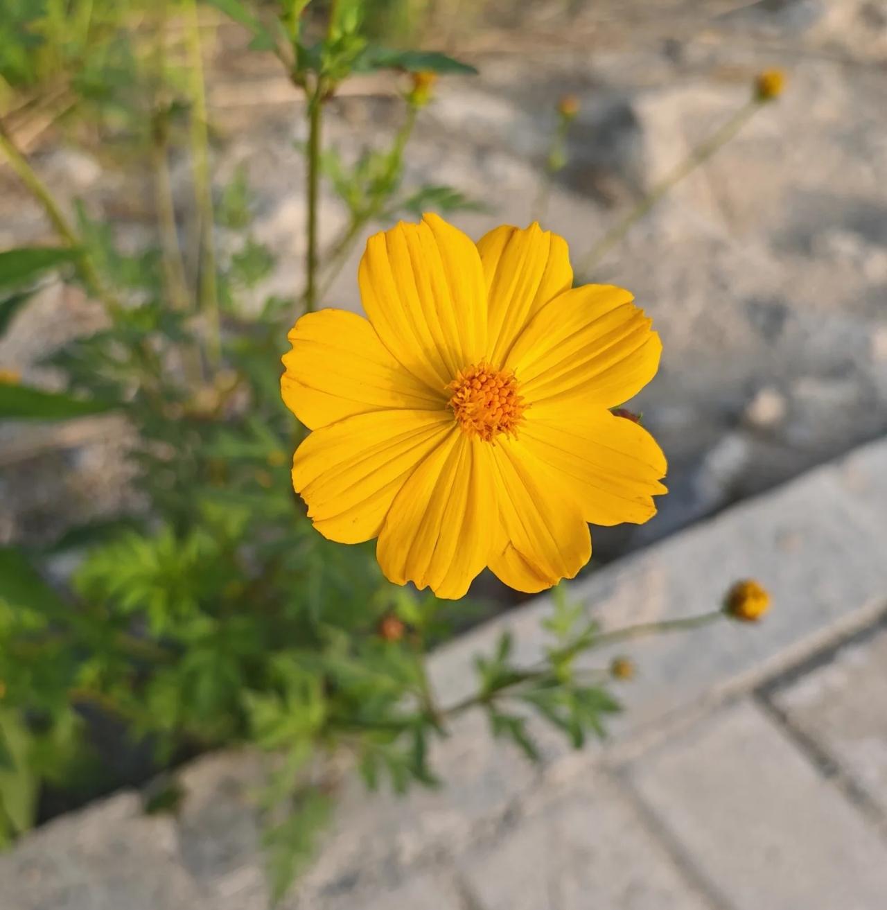 下班路上偶然一低头，就撞见了这朵在夕阳里尽情舒展的小花。它不张扬，却用最饱满的金