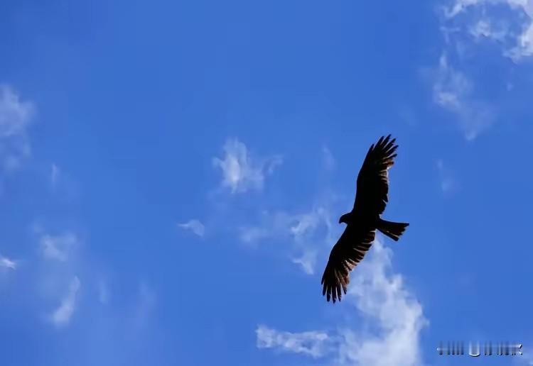 上联：鹰击长空鱼潜水
下联：燕雀安知鸿鹄志