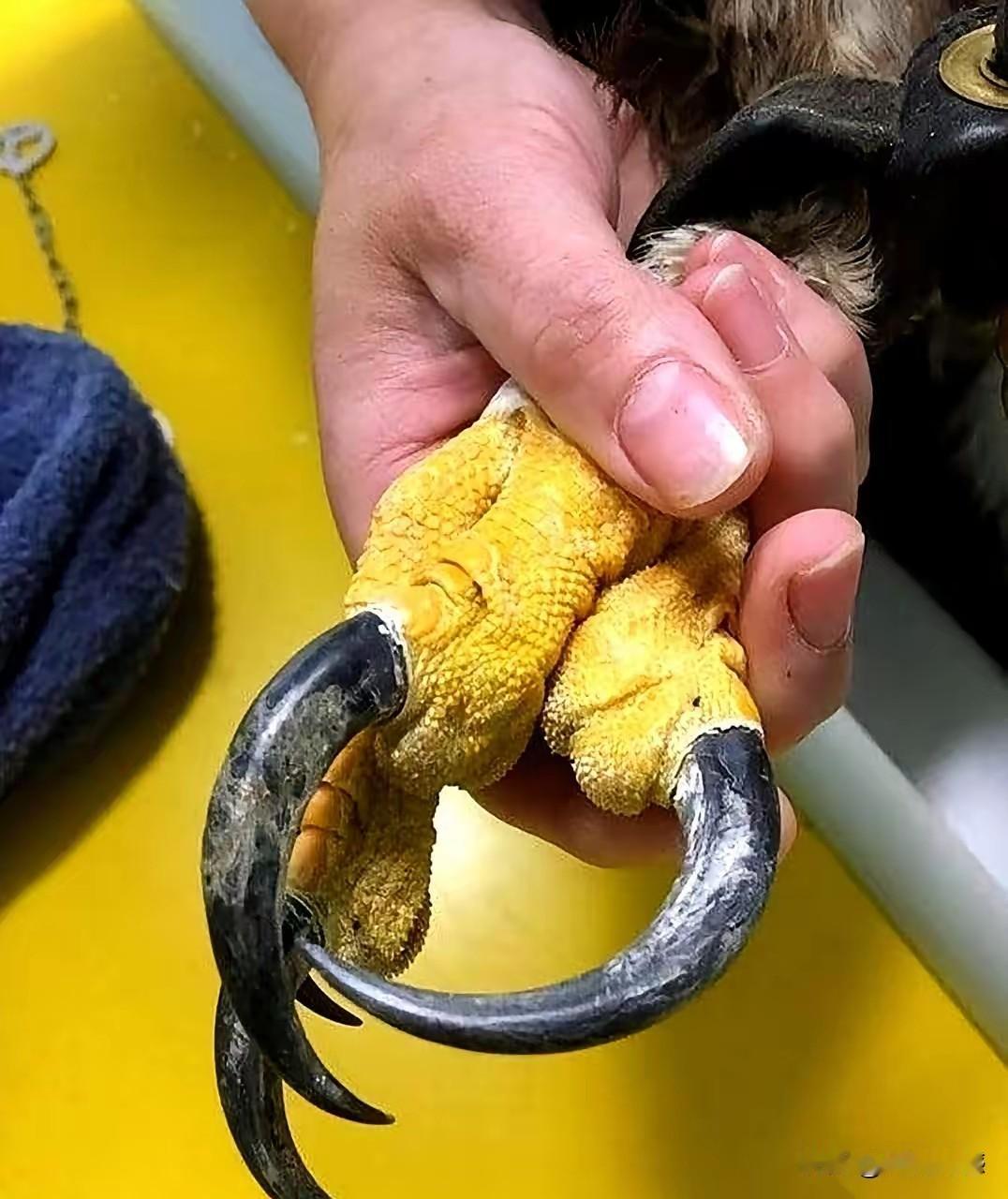 这是老鹰爪子吗？看起来真是太锋利了，这爪子如果抓到捕猎对象的身上，直接就能够抓到