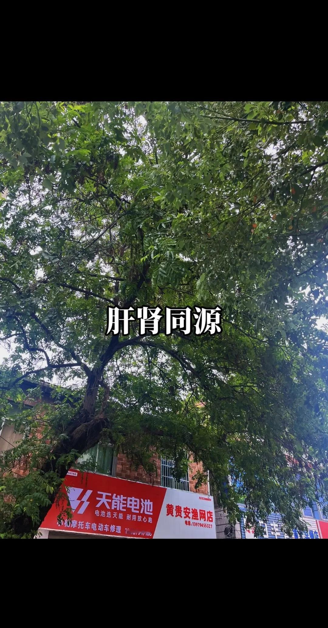 一分惜败！马刺年轻人错失绝杀，主场再输尼克斯，系列赛局势倾斜NBA 季后赛战况 