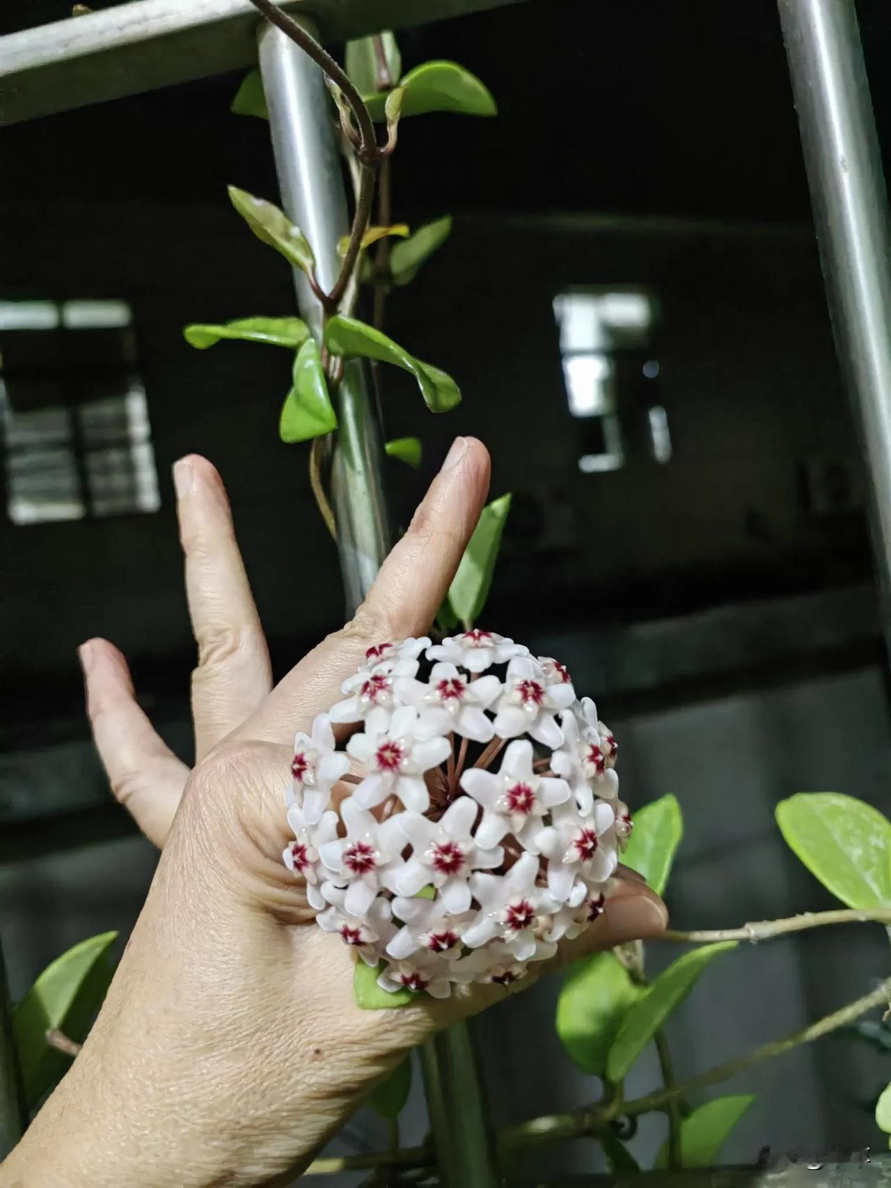 感觉回四川没几天，昨晚刚回到广州这边的出租屋，孩子就很兴奋地告诉我，她栽在阳台上
