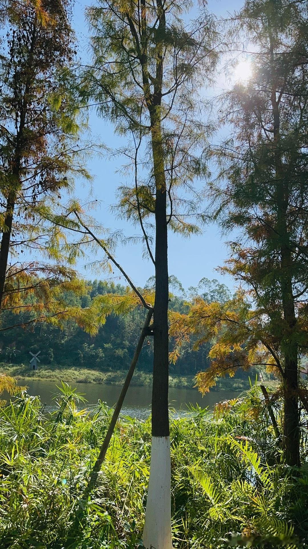 像猫一样，只取悦自己，不理会他人，生命也许会更精彩吧。——村上春树 