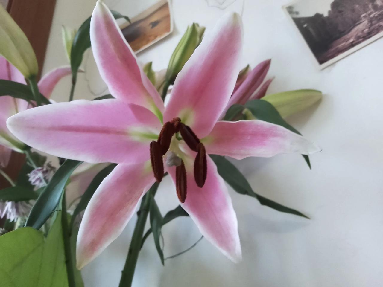 今天的美：
​        今天的美，来自香水百合。
​        我常常