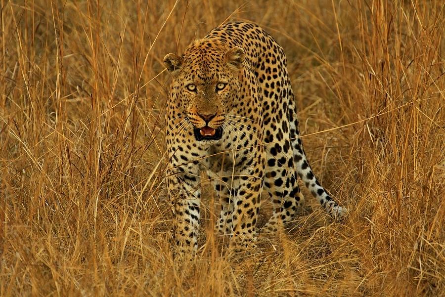 上联：深山藏虎豹；

（图片来自网络）