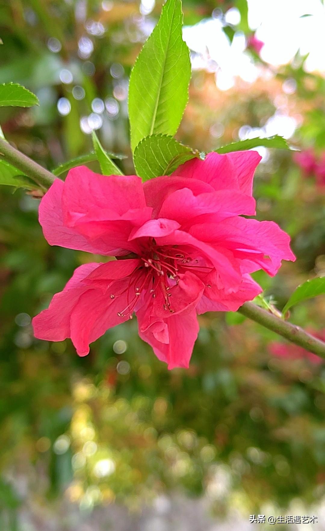 记录我的2026当桃花盛开的时候，用镜头留住春天。