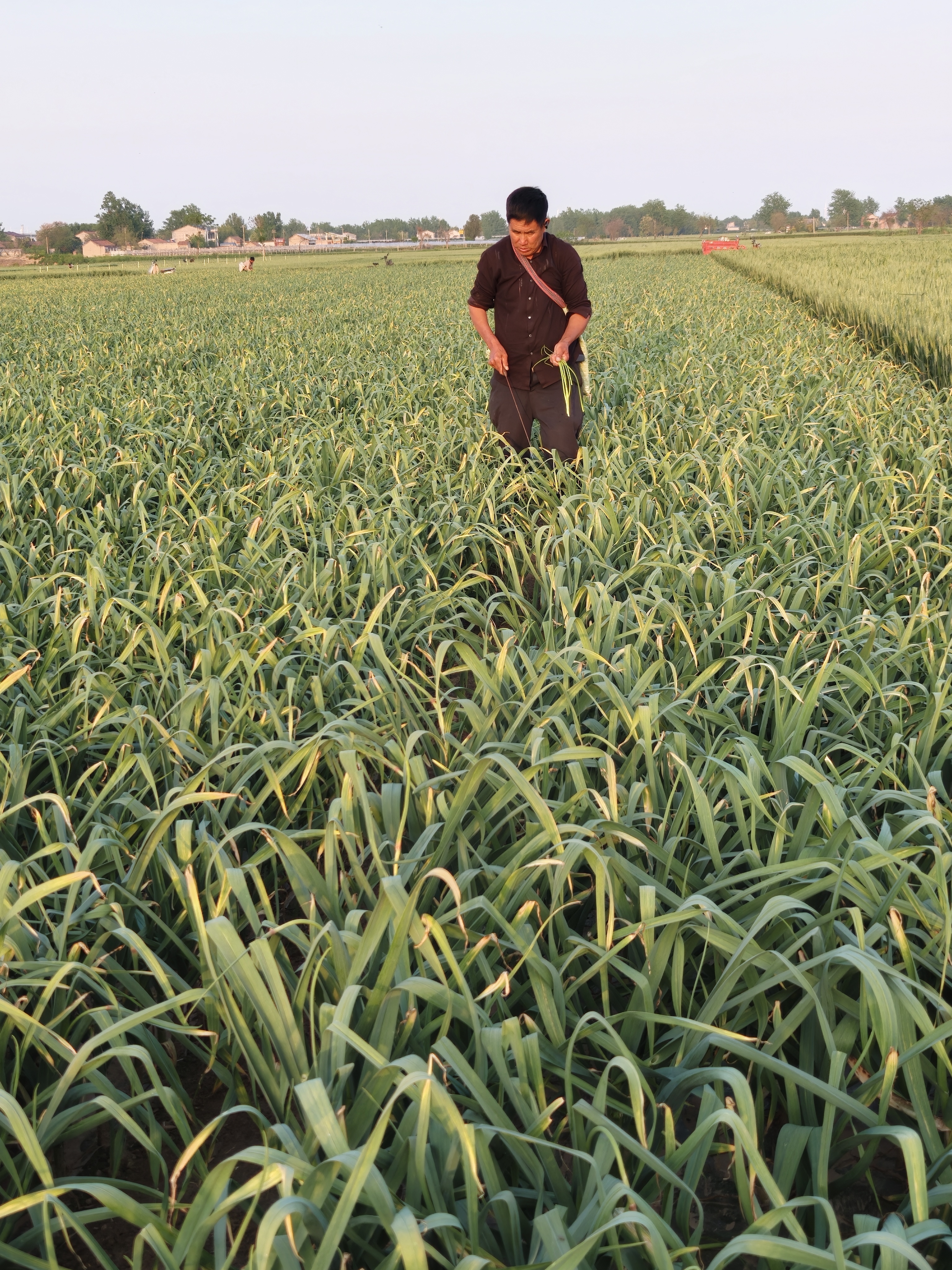 我心疼爸妈，爸妈心疼地里的蒜苔关键是蒜苔4毛钱1斤回收，还不如摘了之后直接扔地里