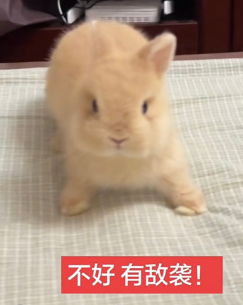 好周正的兔 