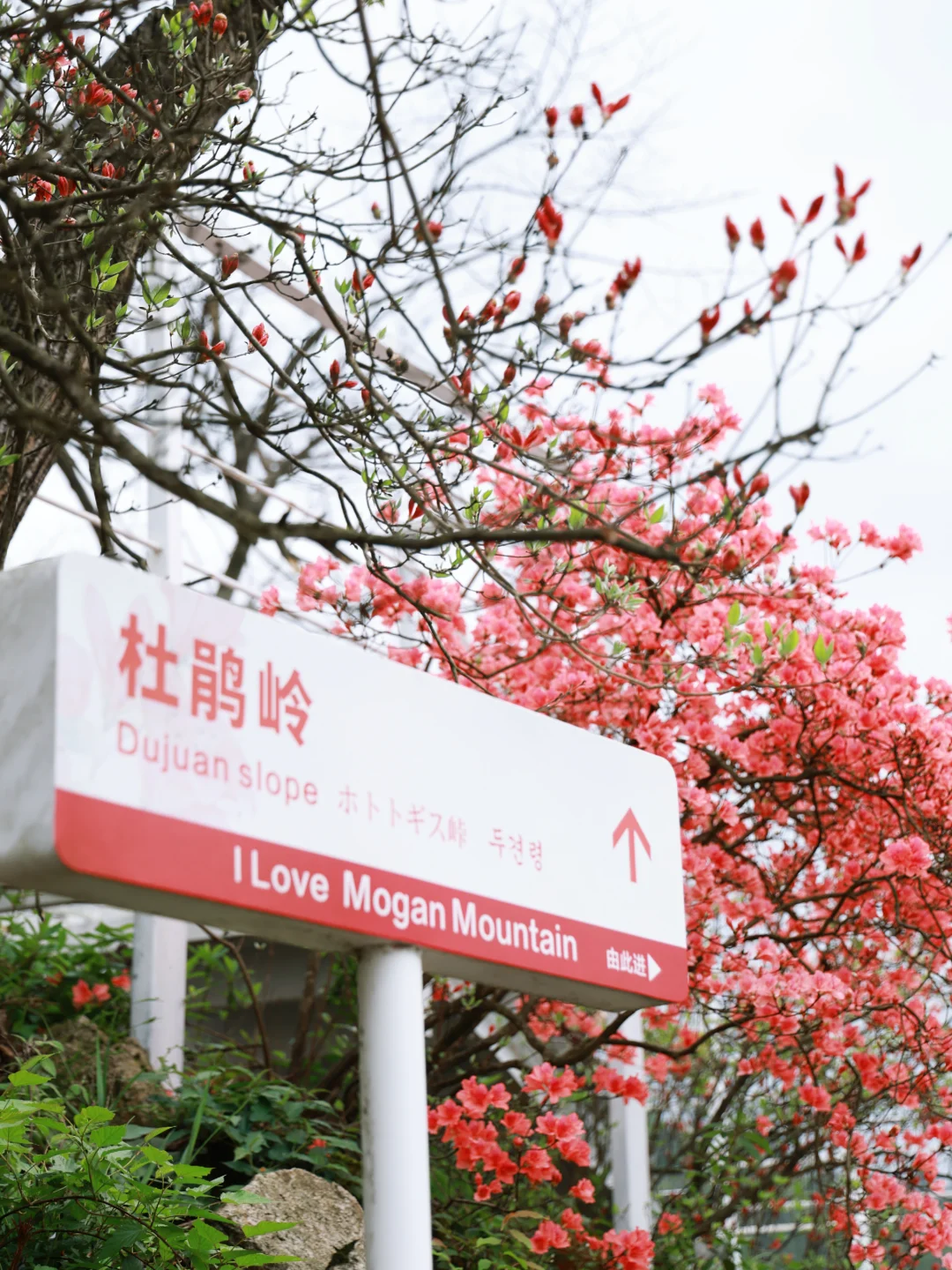 🌿51来莫干山，误入杜鹃花海与民国旧梦 	 五月初的风吹进山谷 把杜...