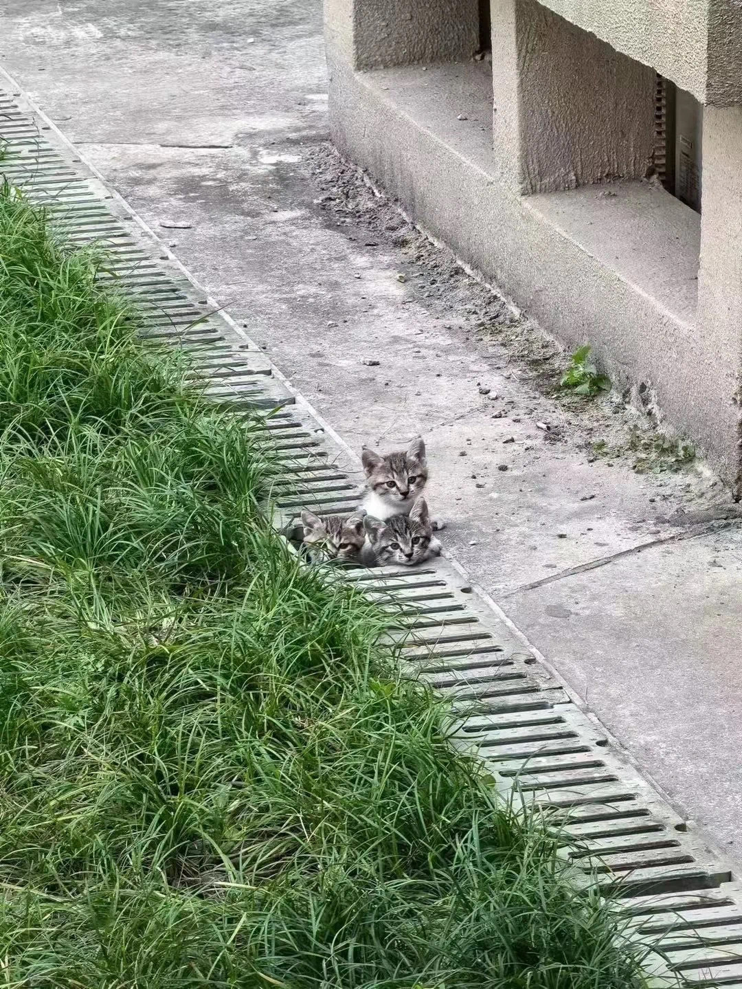 地下通道开出了猫猫花🐱 ​​​