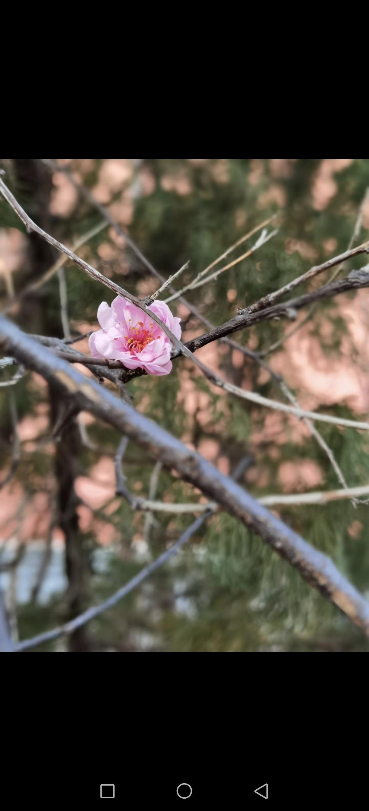 上班路上
​偶遇一朵小红花
​寒风中依旧娇艳
这是不是生命的奇迹！
2025将成