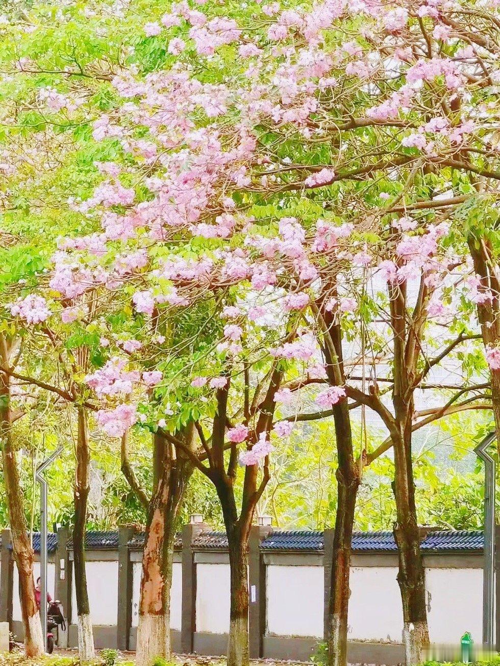 广州黄埔有自己的鸭川 地铁直达的粉色秘境花海来啦！黄埔大沙街姬堂涌边，紫花风铃木