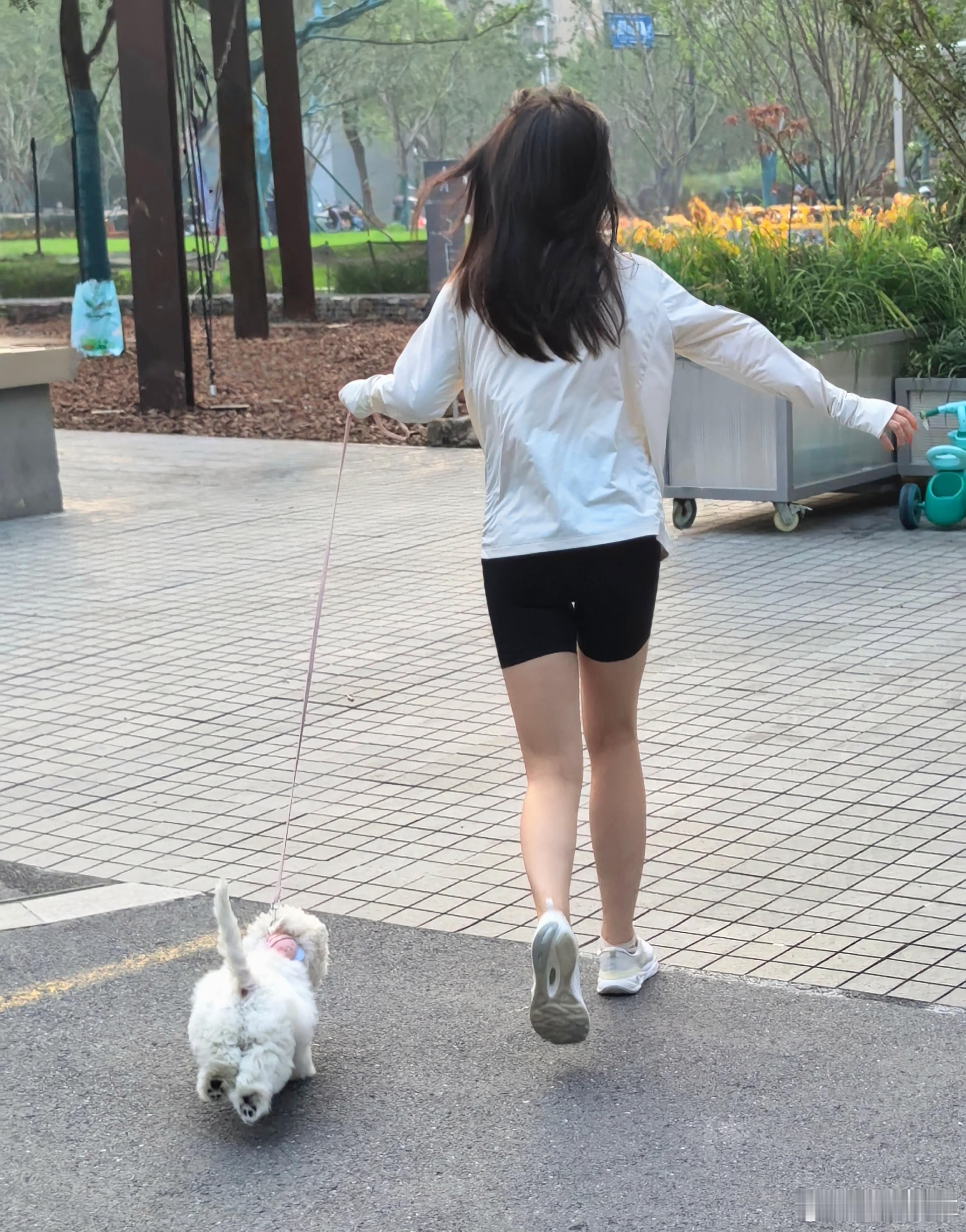 天气好，带小狗出来他，它撒欢儿跑老快啦[嘻嘻]西高地萌宠 ​​​