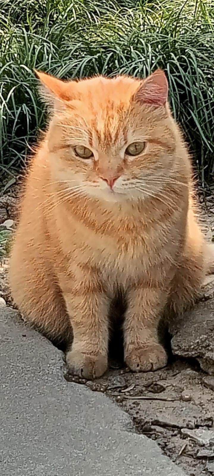 大兴善寺的大橘大力