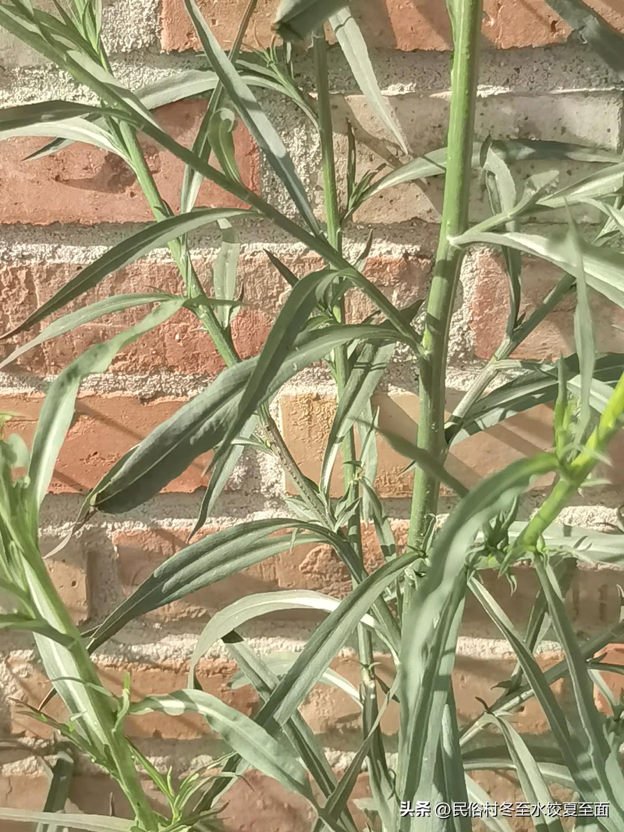 这是什么野生植物？夏日生活打卡季德州二十四节气植物 今日大暑