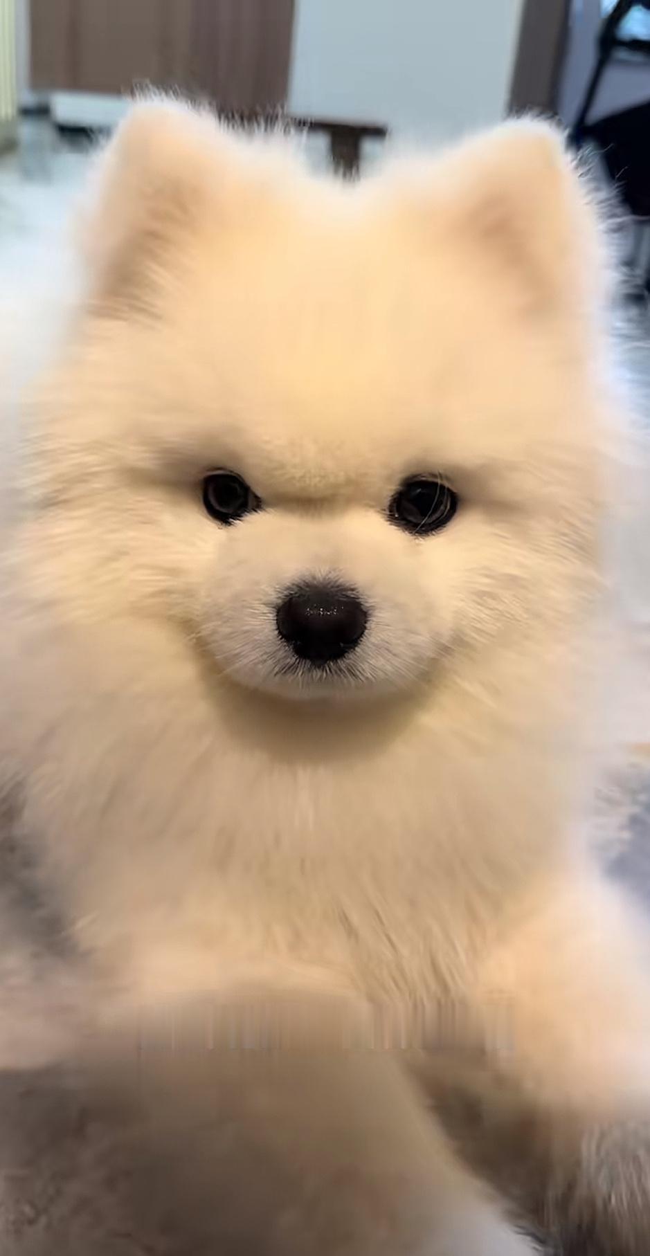 我狗宝就是这样