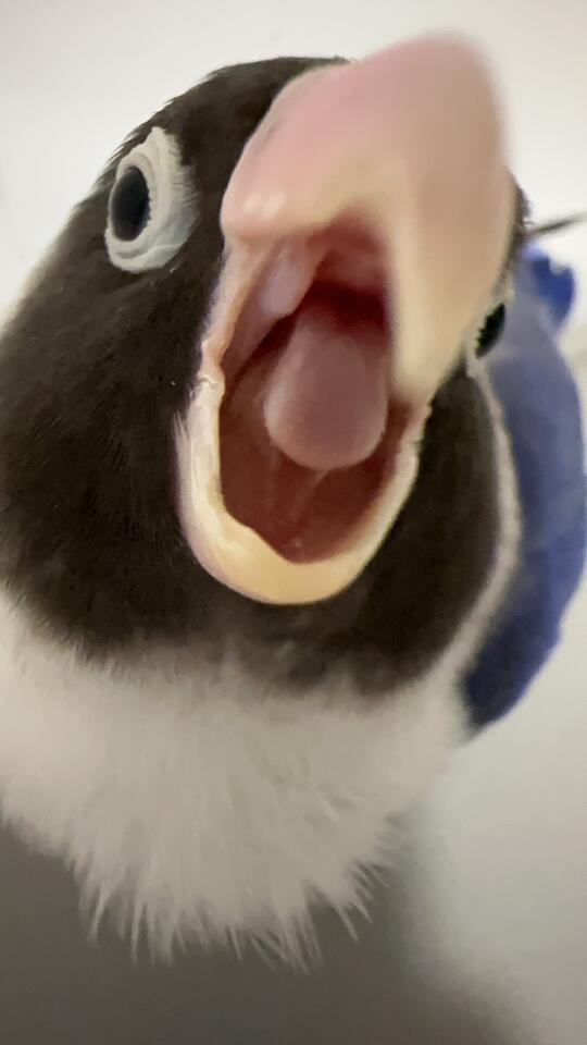 ee们嘴一个吧