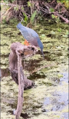 脖子神的真长 ​​​