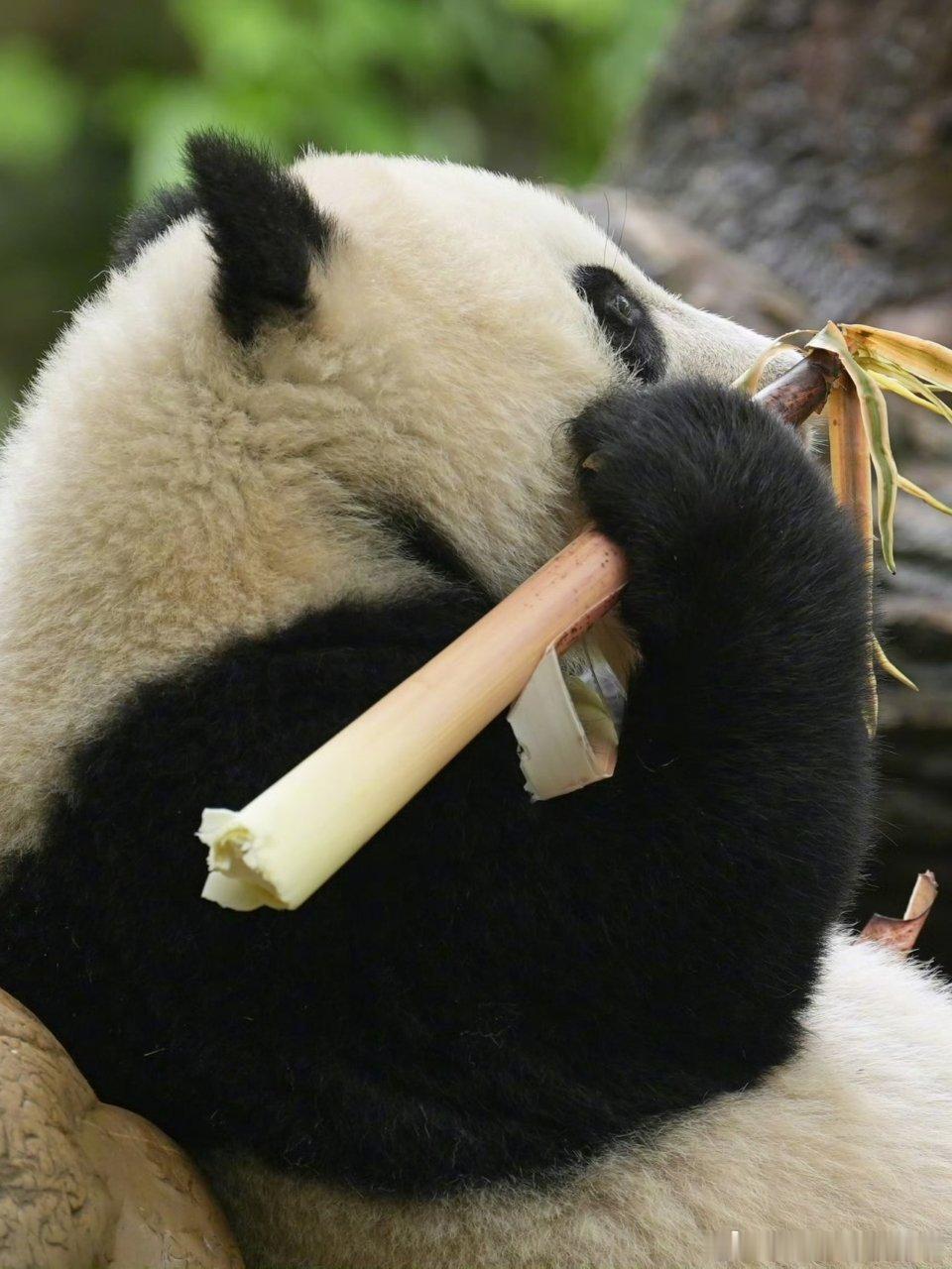 熊猫守护者 黑白团子慵懒的依偎在林间，抱着鲜嫩的竹笋埋头干饭。圆乎乎的身子随地打