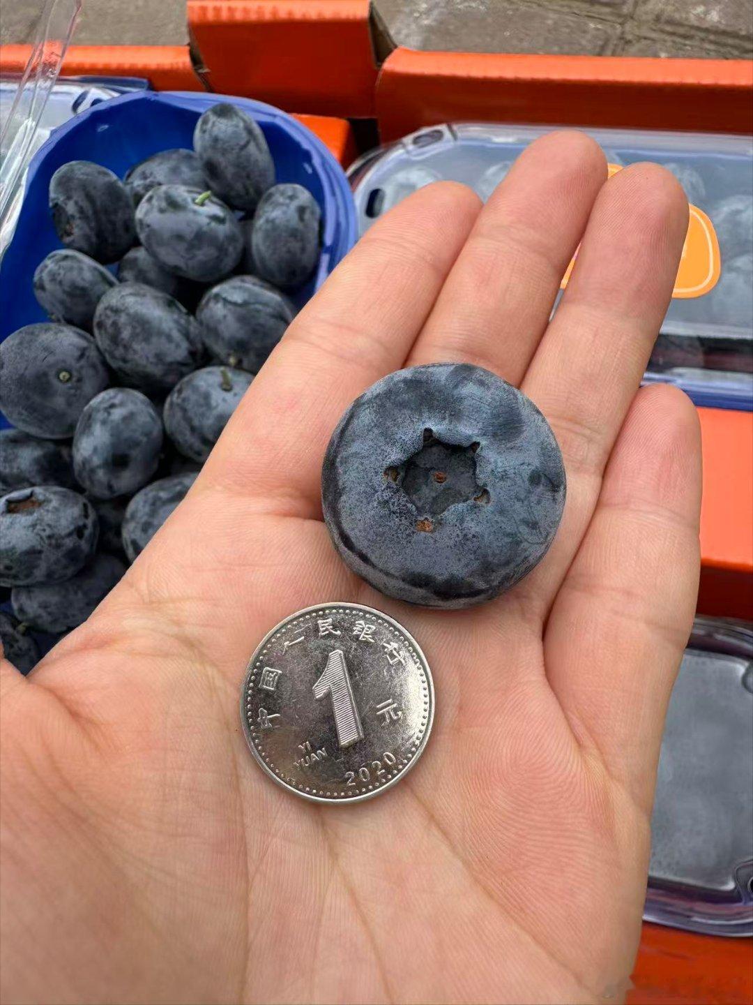 蓝莓价格几乎腰斩确实比之前便宜太多了，之前都是一小盒19.9元，现在一大盒也才差