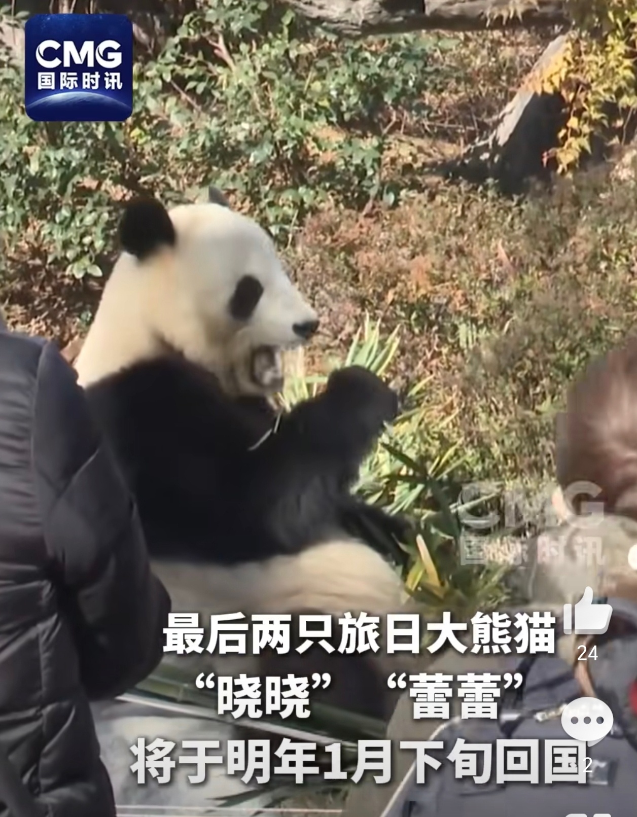 日本民众赶往动物园告别熊猫 租借协议到期，熊猫回家，远离小日子，挺好 