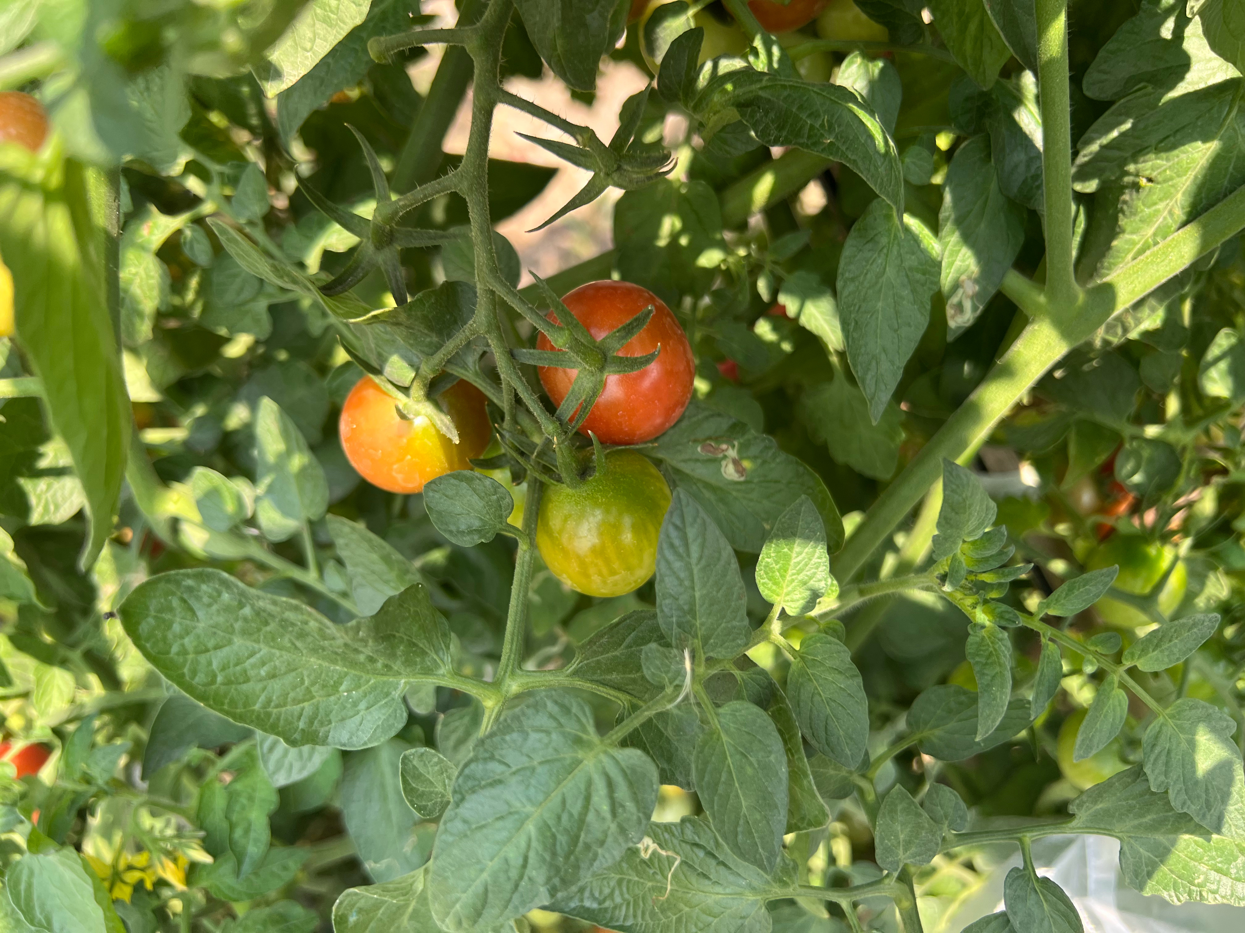 米米奶奶的小菜园～真的非常勤劳今年70➕了～她回到老家，还天天干活老人家真的很勤