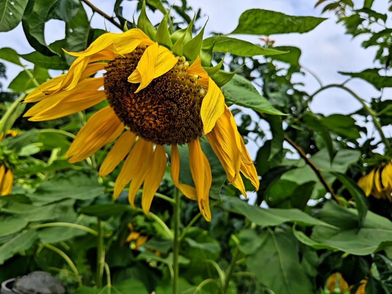 一朵向日葵花儿结的果子实在是多！