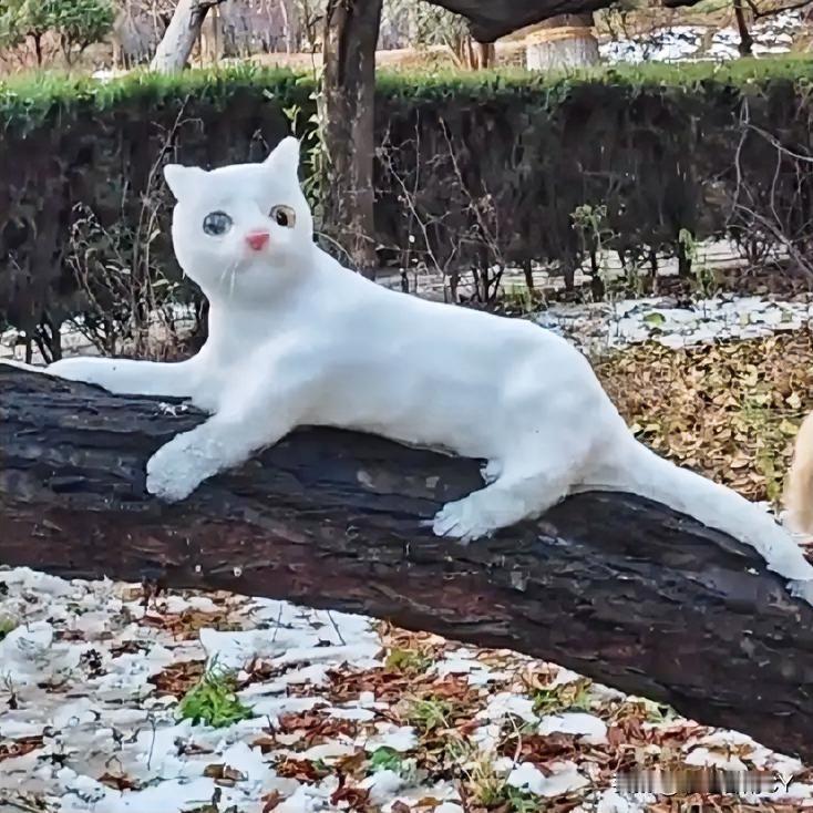 开封大爷堆雪猫 把真橘猫整懵了[笑哭]

开封的雪天充满了乐趣，大爷在树上用雪精