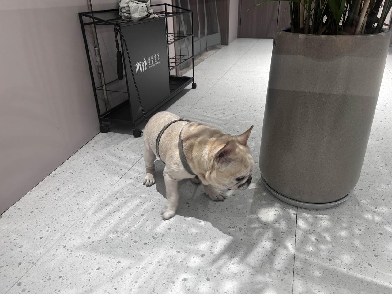 今天带狗狗🐶去吃早餐，它特别听话，乖乖地在门口等着…
