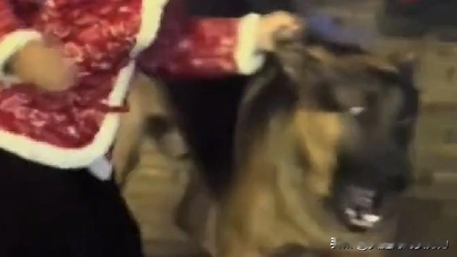 再不劝架，那只小狗可是会被咬到的，后果可想而知！

据视频11月7日报道，湖南的