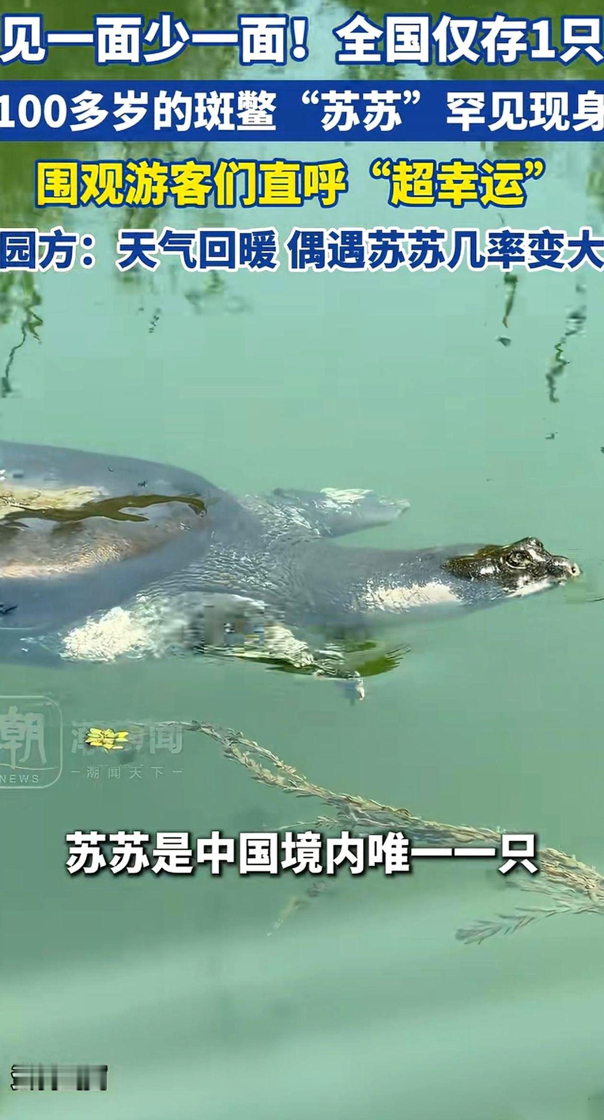 苏州上方山动物园，水池边突然没了声音。
所有手机镜头齐刷刷地对准一个方向，一个硕