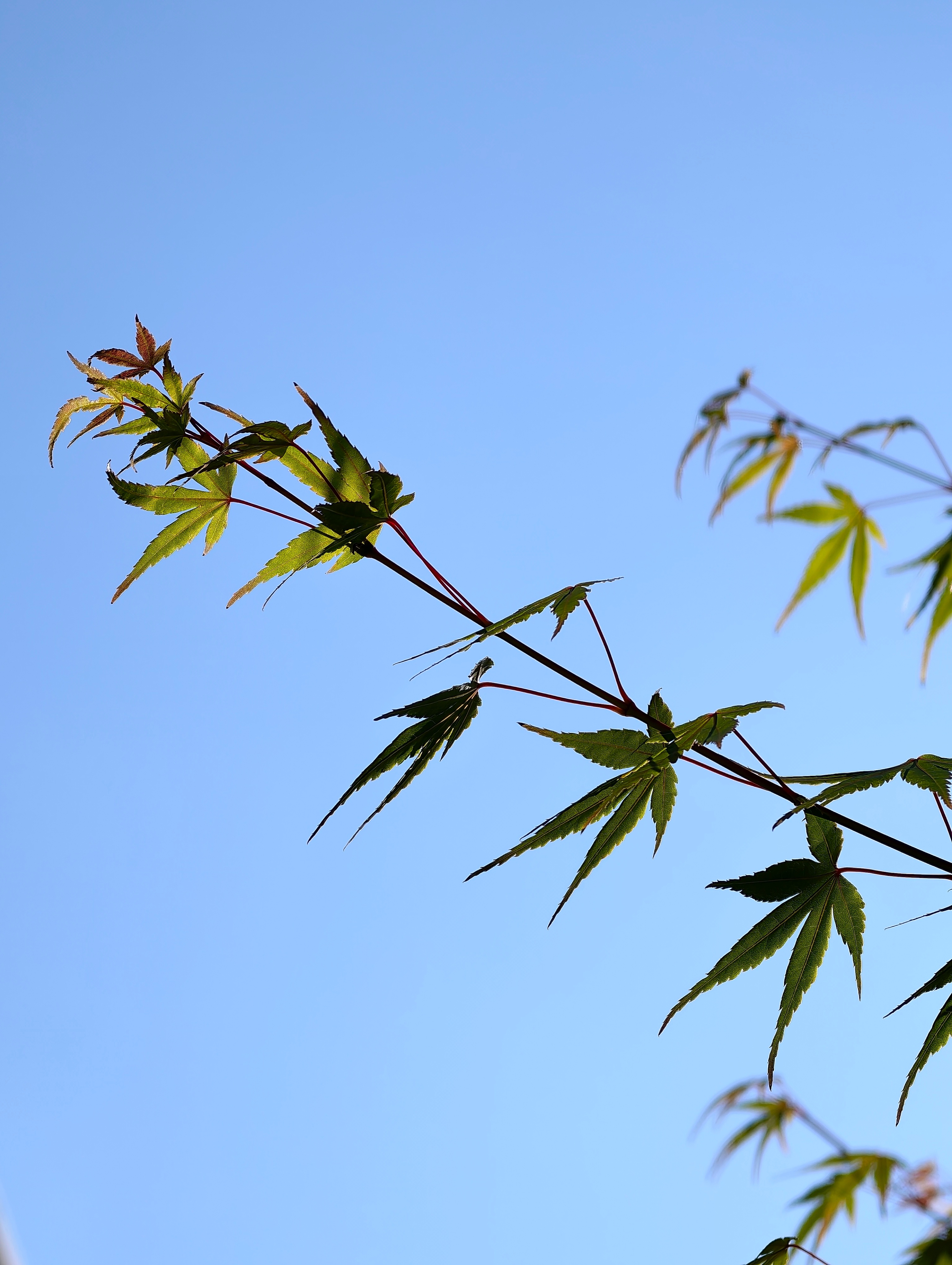 早晨在小区里走走。阳光照在树叶花果上，秋意悄悄来了，随手拍拍，普通日子就很美好。