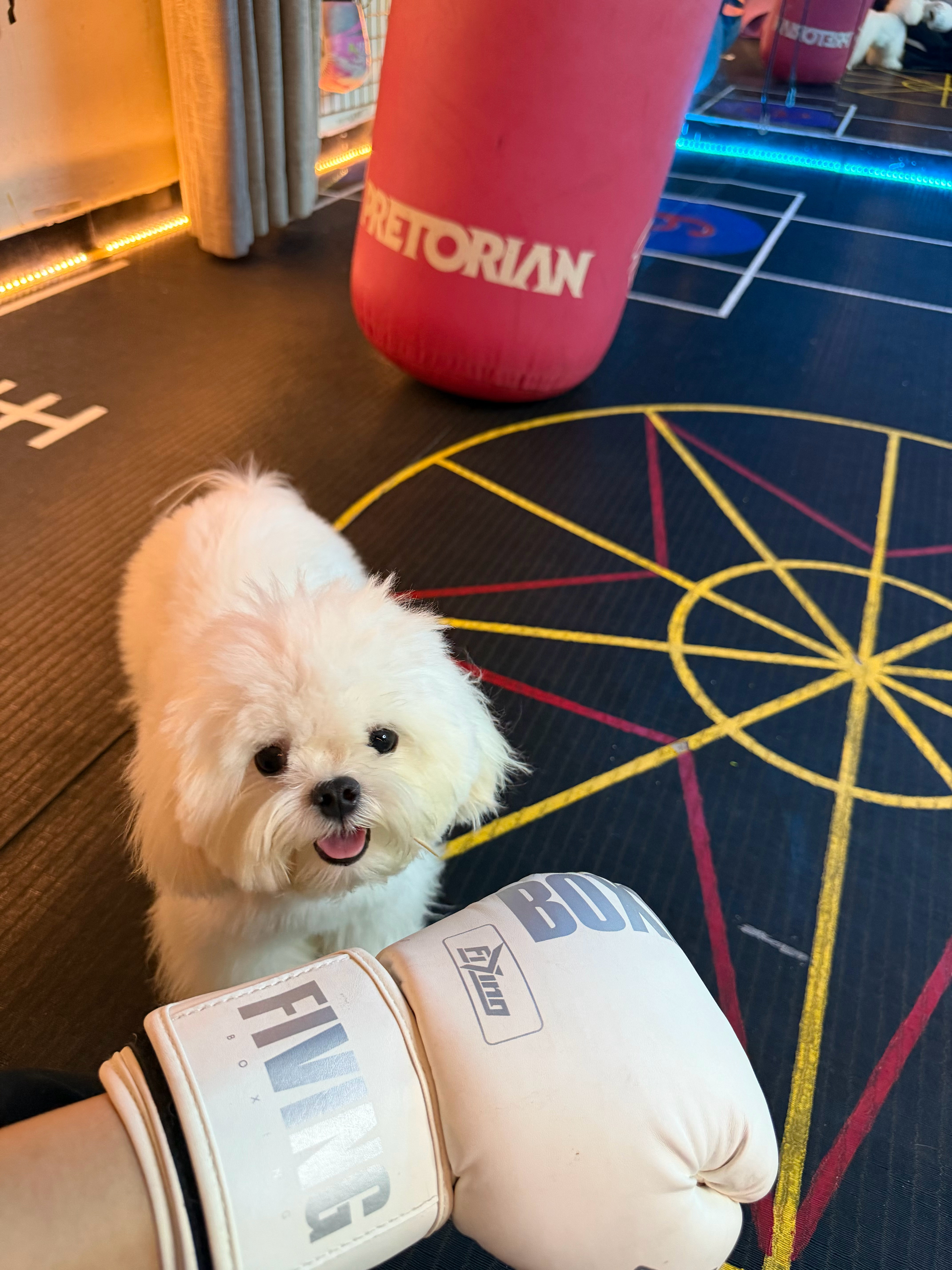 狗庄们 对我一个大拳 