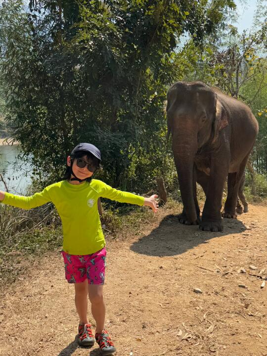 出门遛大象🐘