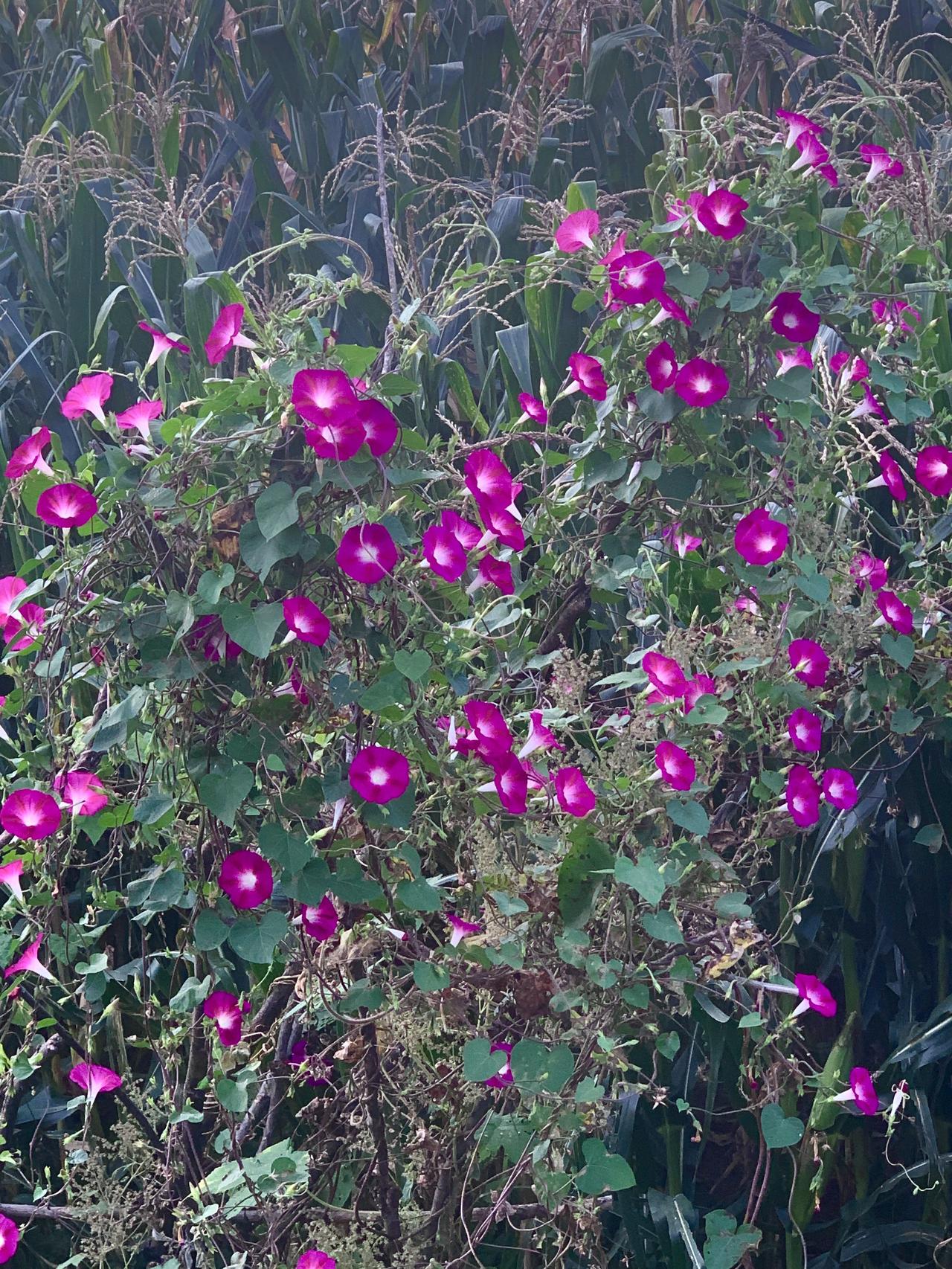 番茄花pt3