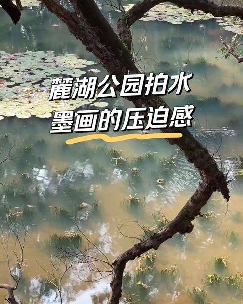 麓湖公园拍水墨画的压迫感
📍广州 麓湖公园-大荫棚
麓湖公园拍水墨画的压迫感！