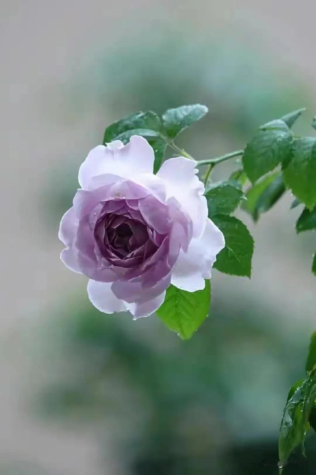 城头月·柴鹏
燕旭

柴鹏一日腾空起。翅影三千里。架势遮回，乘时破露，展泄桑蓬志